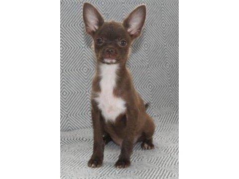 Kaliteli chihuahua