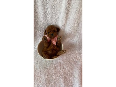 Irk ve sağlık garantili kore poodle bebekleri
