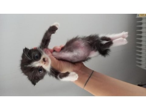 Scottish fold black smoke yavrusu 2 aylık