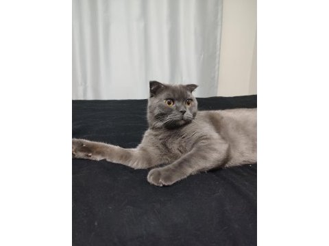 Yakışıklı scottish fold kedimiz jax