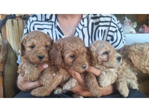 Toy poodle yavrular ırk sağlık garantili