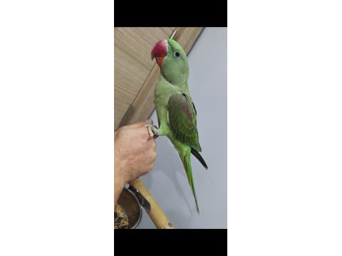 5 aylık el beslemesi erkek alexander jumbo boy full evcil