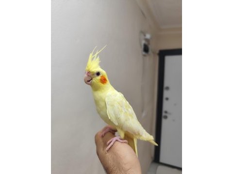 Lutino sultan papağanı ele kola alışık