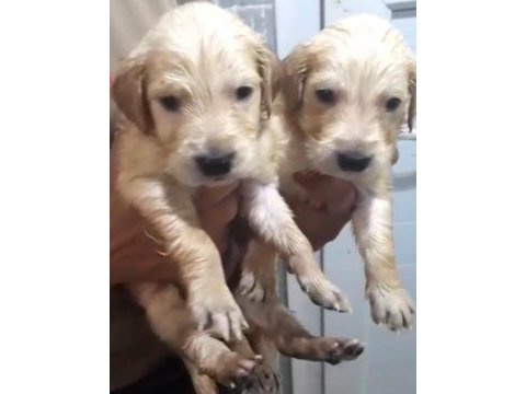 Safkan golden retriever yavrularımız mevcut