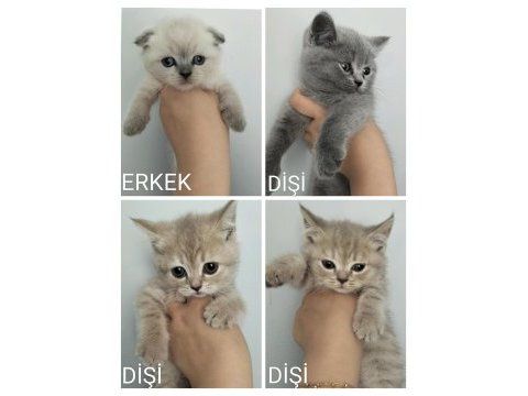 British shorthair ve scottish fold yavrular
