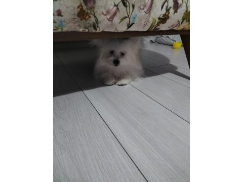 Çok sevimli 6 aylık pomeranian