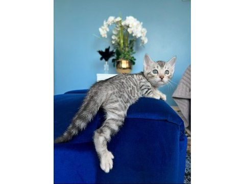 Ruhastlı ciftlikten orjinal silver bengal yavrular