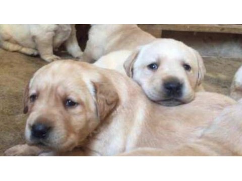 Golden retriever bebekler