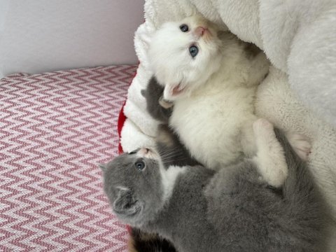 Sıfır kulak çikolata mavi göz scottish fold