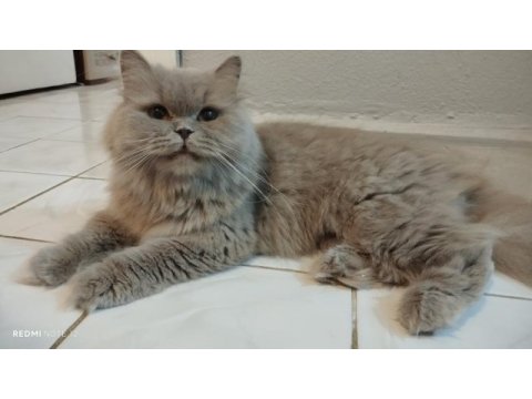 British longhair kedisi