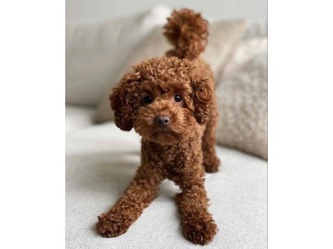 Safkan orjinal tüy dökmeyen poodle yavrularımız