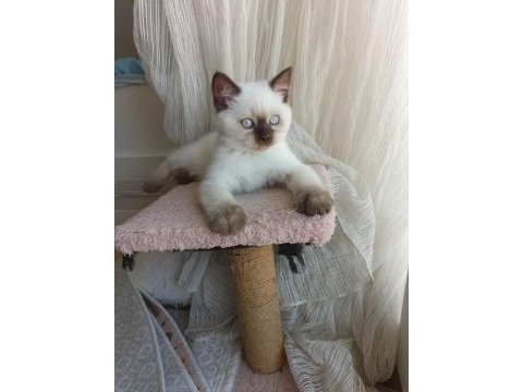 Neşeli british shorthair patiler