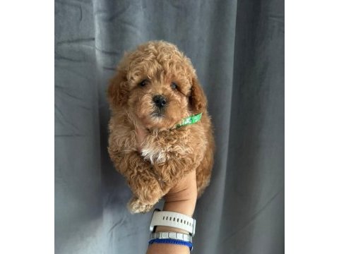 Maltipoo yavrularımız 
