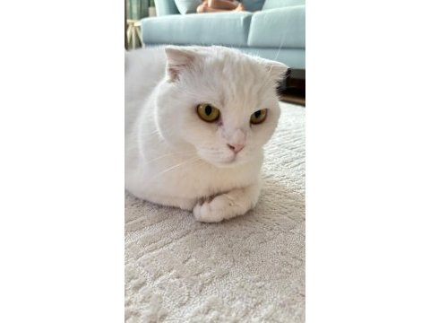 Güzel kedimizi sahiplendiriyoruz