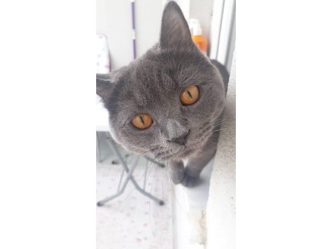 Reis ilanda british shorthair