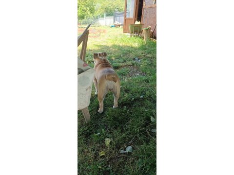 6 aylık dişi ingiliz bulldog