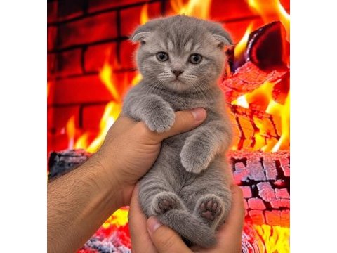 Safkan sağlıklı bebekler