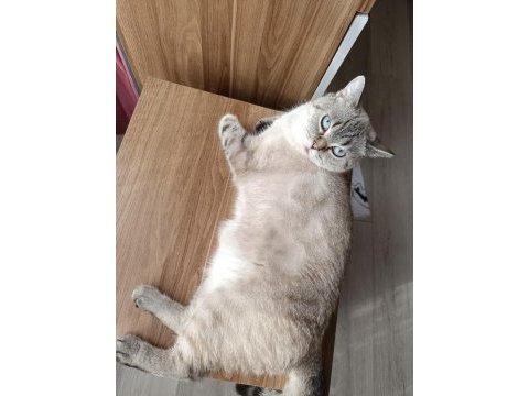 Lynx bitiş short hair blu point damızlık dişi