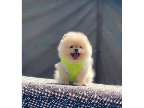Pomeranian boo safkan ayı surat bebeklerim