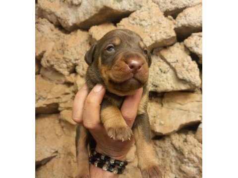 Orjinal king doberman yavrularımız