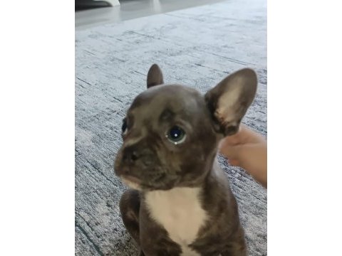 60 günlük erkek french bulldog