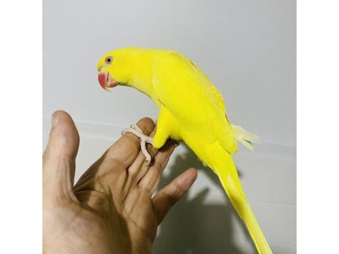 Sarı yavru maskot bir pakistan papağanı