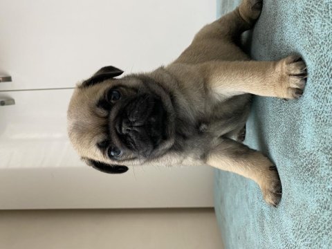 Pug mops yavrular ırk ve sağlık garantili denizli