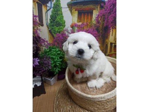 Orjınal safkan 0 burun a kalite maltese terrier