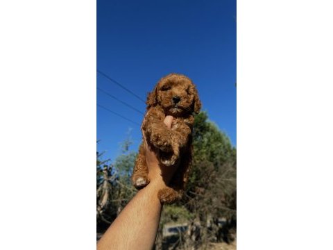 Wc eğitimli toy poodle yavrumuz yeni yuvasına hazır