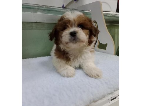 Morkie köpeğimiz