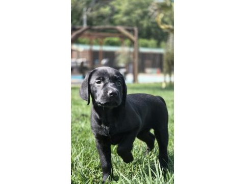 Siyah labrador retriever yavruları ırk garantili