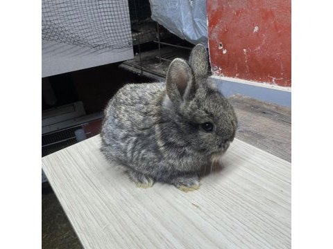 Cüce zellanda lop aslanbaş yavru tavşanlarım