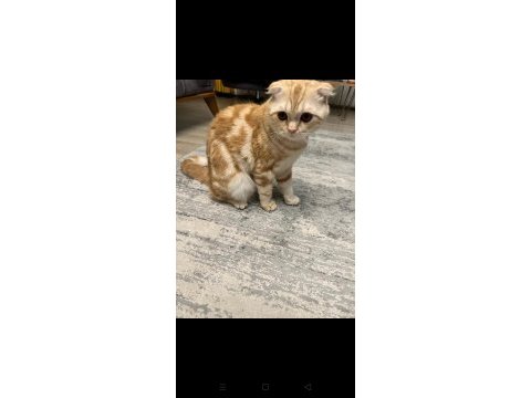 Scottish fold kedimiz