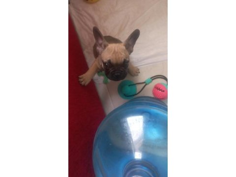 Sağlıklı fransız bulldog yavrular