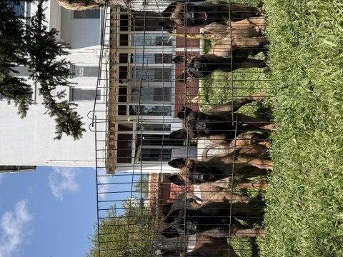 Belçika malinois yavrular