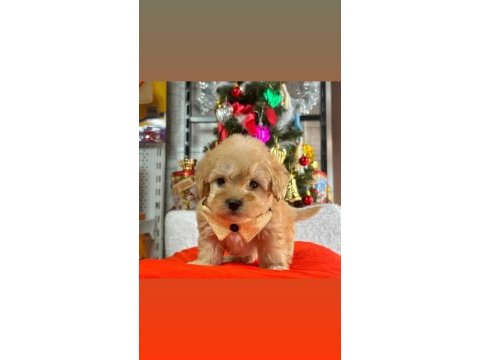 Mağazamızdan dünya tatlısı maltipoo yavrular