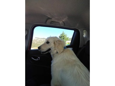 3 yaşında dişi golden retriever