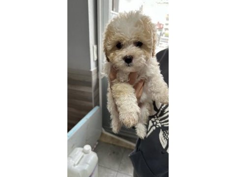 En özel maltipoo bebekleri 