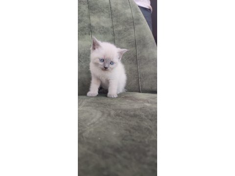 British shorthair minikler