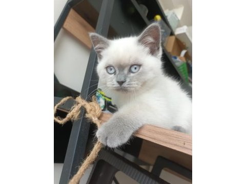 Neşeli british shorthair patiler