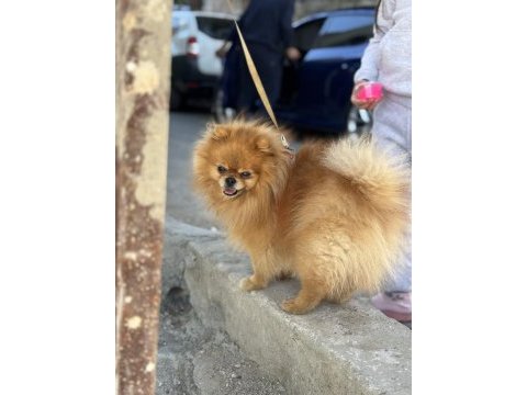 2 yaşında pomeranian boo