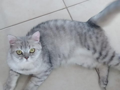 British shorthair silver dişi