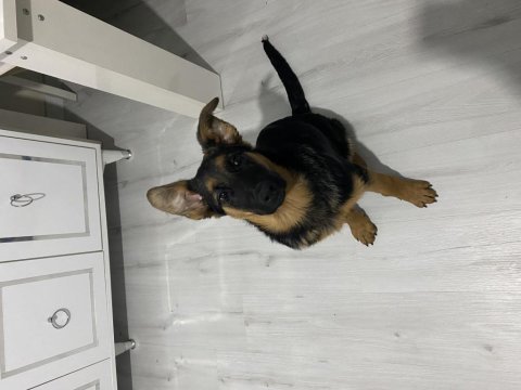 Eğitimleri verilmiş yavru alman kurdu
