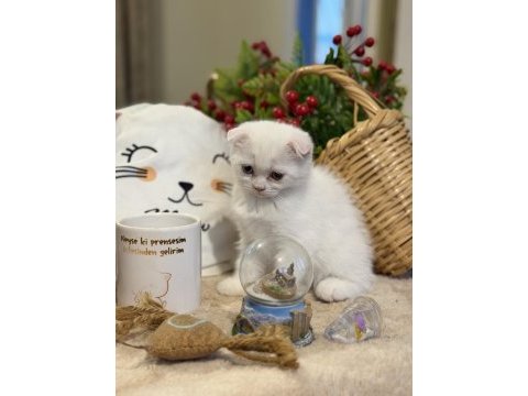 Odd eyes kar beyazı scottish fold kedimiz
