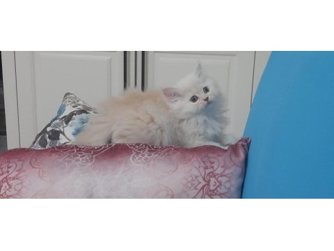 Dünya tatlısı safkan chinchilla yavru