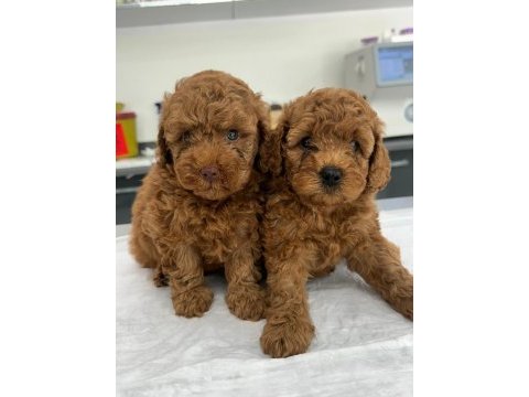 İlk doğum ilk yavrular poodle