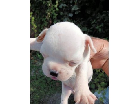 French bulldog yavrular ister anne ile ister tek