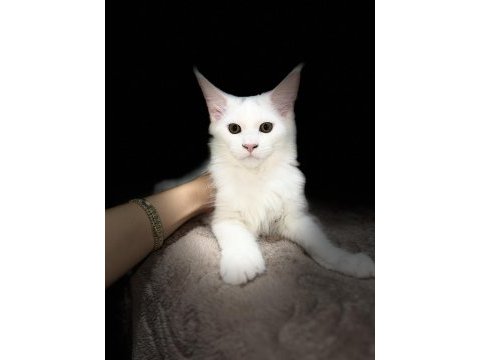 Muhteşem görünümlü beyaz maine coon