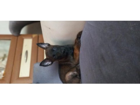 Bursadan malinois yavrularımız