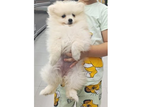 Boo pomeranian beyaz dişi